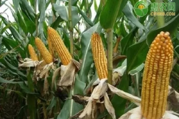 玉米期货每天浮动多少个点(玉米期货多少个点翻倍)_https://www.cqckcrrc.com_期货知识_第1张