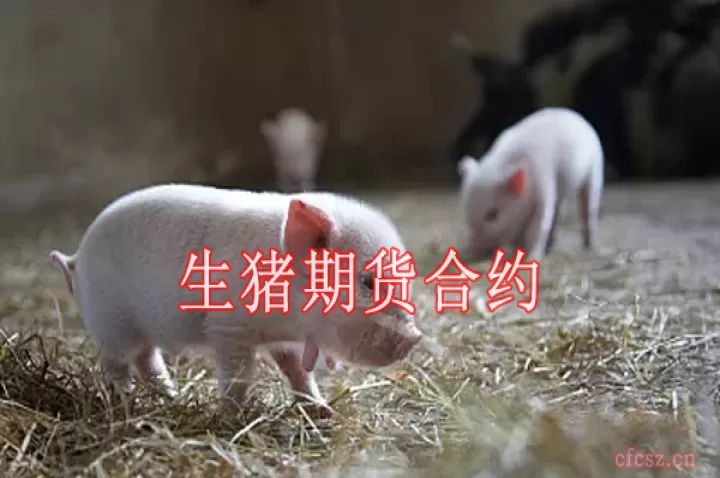 生猪期货和猪肉股的关系(生猪期货是什么肉)_财经要闻_第1张_期货投资网 生猪期货和猪肉股的关系(生猪期货是什么肉)_https://www.cqckcrrc.com_财经要闻_第1张