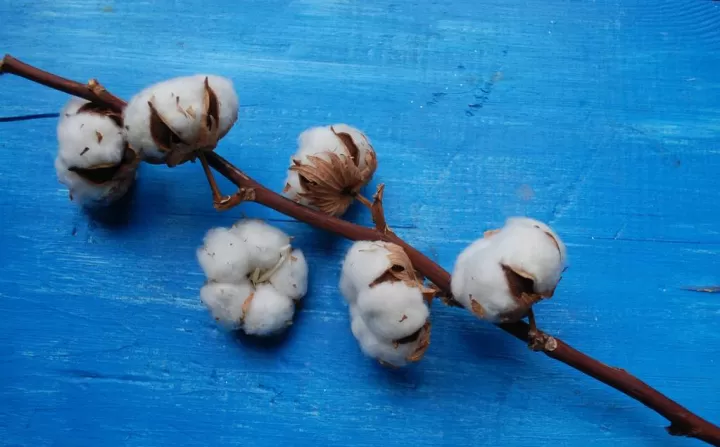 棉花期货最新趋势(最新棉花期货建议)_https://www.cqckcrrc.com_财经要闻_第1张