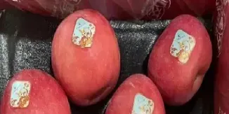 何为期货焦作苹果(期货苹果是什么)_期货品种_第1张_期货投资网 何为期货焦作苹果(期货苹果是什么)_https://www.cqckcrrc.com_期货品种_第1张