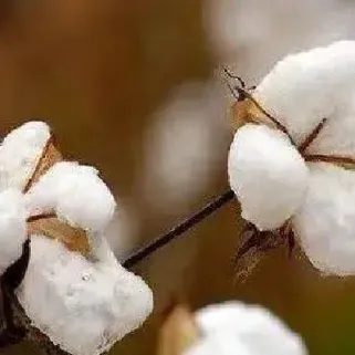 美国棉花期货单位(美国棉花期货单位有哪些)_https://www.cqckcrrc.com_财经直播室_第1张