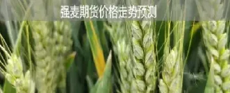 小麦期货主力(小麦期货主力合约)_期货直播_第1张_期货投资网 小麦期货主力(小麦期货主力合约)_https://www.cqckcrrc.com_期货直播_第1张