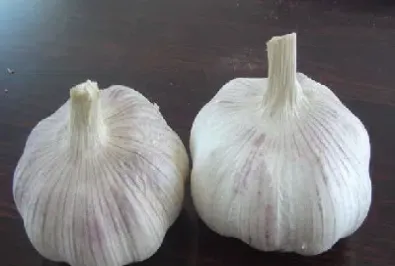 什么是大蒜期货(什么是大蒜期货交易)_财经直播室_第1张_期货投资网 什么是大蒜期货(什么是大蒜期货交易)_https://www.cqckcrrc.com_财经直播室_第1张