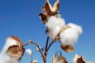 奎屯棉粕期货市场(奎屯棉粕期货市场在哪)_理财百科_第1张_期货投资网 奎屯棉粕期货市场(奎屯棉粕期货市场在哪)_https://www.cqckcrrc.com_理财百科_第1张