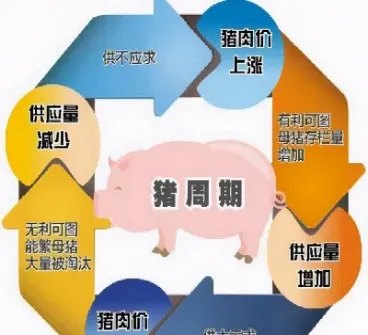 猪期货什么时间推出(猪期货什么时候交易)_恒指期货_第1张_期货投资网 猪期货什么时间推出(猪期货什么时候交易)_https://www.cqckcrrc.com_恒指期货_第1张