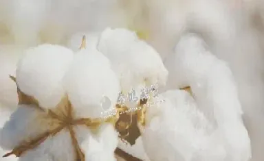 棉花期货冲抵保证金(棉花期货冲抵保证金怎么算)_恒生指数_第1张_期货投资网 棉花期货冲抵保证金(棉花期货冲抵保证金怎么算)_https://www.cqckcrrc.com_恒生指数_第1张