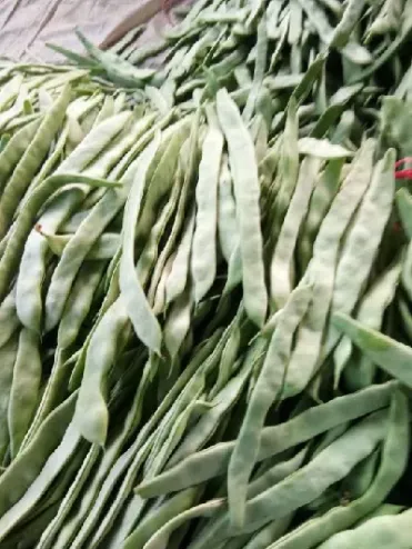 扁豆期货行情(扁豆期货行情走势)_股票理财_第1张_期货投资网 扁豆期货行情(扁豆期货行情走势)_https://www.cqckcrrc.com_股票理财_第1张
