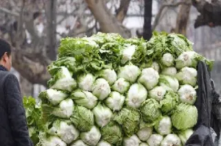 期货与买白菜(期货与买白菜的区别)_黄金期货_第1张_期货投资网 期货与买白菜(期货与买白菜的区别)_https://www.cqckcrrc.com_黄金期货_第1张