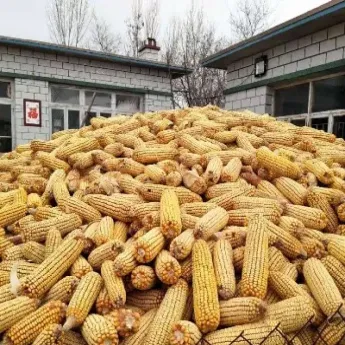 玉米涨价玉米期货涨吗(玉米期货价格下跌)_https://www.cqckcrrc.com_财经直播室_第1张