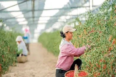 期货市场农产品有枸杞吗(期货中农产品有哪些)_国际期货_第1张_期货投资网 期货市场农产品有枸杞吗(期货中农产品有哪些)_https://www.cqckcrrc.com_国际期货_第1张