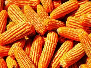 玉米期货与什么有关(玉米期货和什么有关联)_纳指直播_第1张_期货投资网 玉米期货与什么有关(玉米期货和什么有关联)_https://www.cqckcrrc.com_纳指直播_第1张
