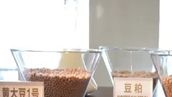 大豆期货品种研究(大豆期货产品介绍)_期货交易所_第1张_期货投资网 大豆期货品种研究(大豆期货产品介绍)_https://www.cqckcrrc.com_期货交易所_第1张