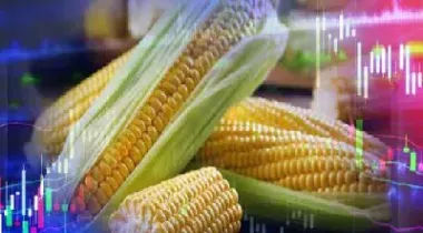 做玉米期货要跟着趋势走(玉米期货入门基础)_财经直播室_第1张_期货投资网 做玉米期货要跟着趋势走(玉米期货入门基础)_https://www.cqckcrrc.com_财经直播室_第1张