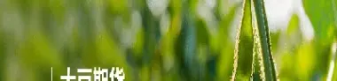 国内大豆期货什么时候上市的(大豆期货2025是什么时间)_https://www.cqckcrrc.com_黄金期货_第1张
