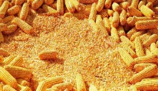 玉米期货与小麦期货哪个好(小麦期货是哪个交易所)_期货理财_第1张_期货投资网 玉米期货与小麦期货哪个好(小麦期货是哪个交易所)_https://www.cqckcrrc.com_期货理财_第1张