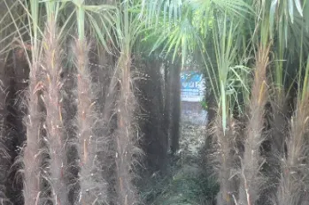 期货棕榈关联品种(棕榈期货最大市场)_https://www.cqckcrrc.com_理财百科_第1张