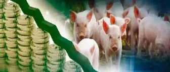 生猪期货仍在路上(生猪期货怎么开通)_期货知识_第1张_期货投资网 生猪期货仍在路上(生猪期货怎么开通)_https://www.cqckcrrc.com_期货知识_第1张