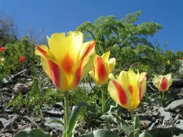 郁金香是期货的起源吗(郁金香是期货的起源吗为什么)_https://www.cqckcrrc.com_恒生指数_第1张