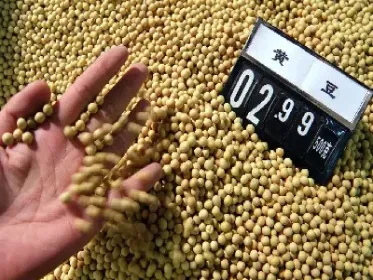 怎样做大豆期货(大豆期货如何交易)_国际期货_第1张_期货投资网 怎样做大豆期货(大豆期货如何交易)_https://www.cqckcrrc.com_国际期货_第1张