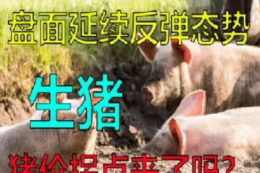 期货生猪是活猪吗(生猪期货怎么算的)_原油期货_第1张_期货投资网 期货生猪是活猪吗(生猪期货怎么算的)_https://www.cqckcrrc.com_原油期货_第1张