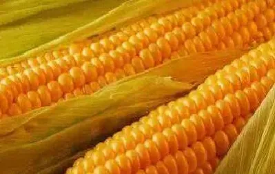 怎样理解玉米期货和期权(期货里面的玉米期权怎么买)_https://www.cqckcrrc.com_期货交易所_第1张