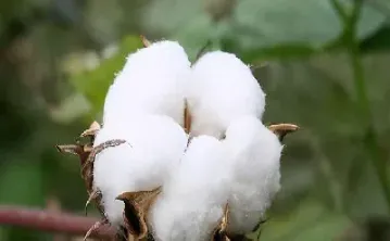 棉花期货品种的技术面剖析(最新棉花期货技术面分析)_https://www.cqckcrrc.com_纳指直播_第1张