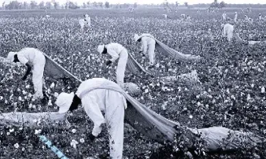 美国棉花期货跌停原因(美国棉花期货最新实时行情分析)_https://www.cqckcrrc.com_股票理财_第1张
