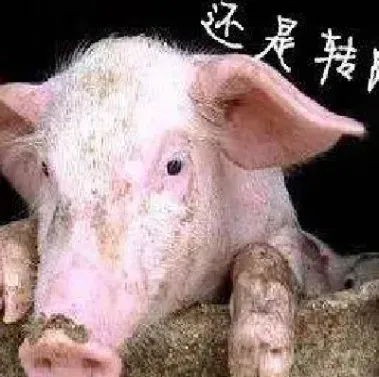生猪期货多久上市(生猪期货最迟多久必须卖出)_期货行情_第1张_期货投资网 生猪期货多久上市(生猪期货最迟多久必须卖出)_https://www.cqckcrrc.com_期货行情_第1张