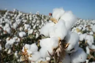 棉花期货今天最新消息(棉花期货价格与实际价格是否同步)_https://www.cqckcrrc.com_股票理财_第1张