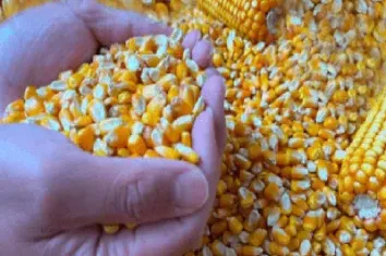 玉米期货是怎么定价的(玉米期货价格最新行情走势图)_道指直播_第1张_期货投资网 玉米期货是怎么定价的(玉米期货价格最新行情走势图)_https://www.cqckcrrc.com_道指直播_第1张