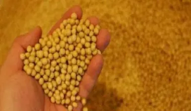 豆粕期货怎么买卖(豆粕期货一手买卖手续费)_https://www.cqckcrrc.com_财经直播室_第1张