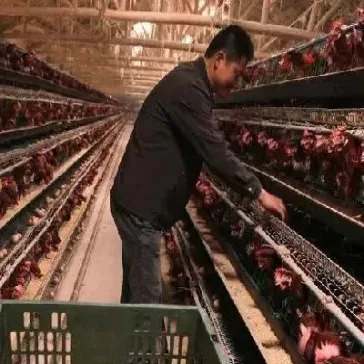 豆粕为什么涨价了(最近豆粕为什么涨价)_https://www.cqckcrrc.com_原油期货_第1张