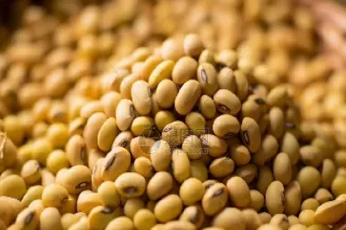 黄豆期货价格走势图(黄豆的期货价格)_内盘期货_第1张_期货投资网 黄豆期货价格走势图(黄豆的期货价格)_https://www.cqckcrrc.com_内盘期货_第1张