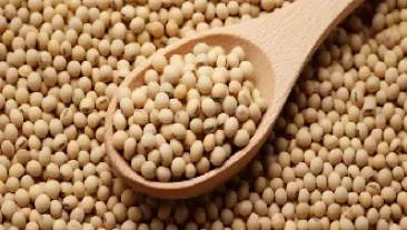 市场上卖的豆粕是生的熟的(市场上的豆粕是熟豆粕还是生豆粕)_https://www.cqckcrrc.com_黄金期货_第1张