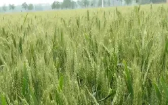 小麦商品期货行情(小麦期货价格最新行情)_https://www.cqckcrrc.com_原油期货_第1张