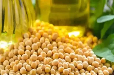 大豆期货的特点(大豆期货基础知识)_https://www.cqckcrrc.com_财经要闻_第1张