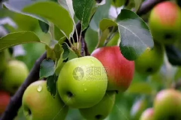 苹果24o5期货最新消息(苹果期货2405合约最新分析)_https://www.cqckcrrc.com_期货交易所_第1张