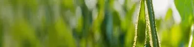 美大豆期货实时行情最新价格(cbot大豆期货实时行情)_https://www.cqckcrrc.com_恒生指数_第1张