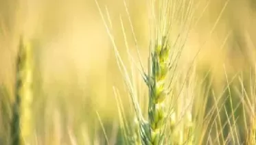 小麦期货保证金(小麦期货保证金比例是多少)_https://www.cqckcrrc.com_恒指期货_第1张