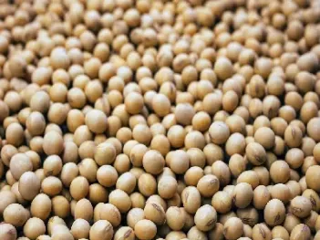 大豆油期货最新行情走势图(大豆油期货实时行情最新)_内盘期货_第1张_期货投资网 大豆油期货最新行情走势图(大豆油期货实时行情最新)_https://www.cqckcrrc.com_内盘期货_第1张
